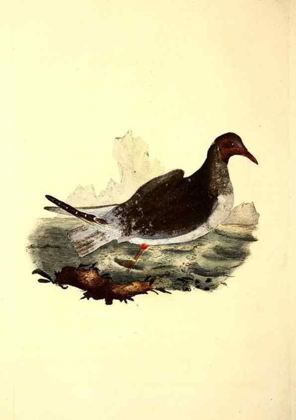 Reproducción/Reproduction 49531663826: The natural history of British birds, or, A selection of the most rare, beautiful and interesting birds which inhabit this country :. London :Printed for the author, and for F. and C. Rivington ...,1794[-1819]. 