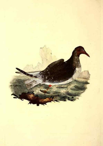 Reproducción/Reproduction 49531663826: The natural history of British birds, or, A selection of the most rare, beautiful and interesting birds which inhabit this country :. London :Printed for the author, and for F. and C. Rivington ...,1794[-1819]. 