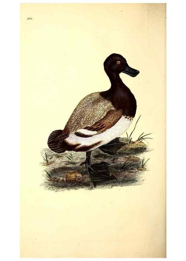 Reproducción/Reproduction 49531645641: The natural history of British birds, or, A selection of the most rare, beautiful and interesting birds which inhabit this country :. London :Printed for the author, and for F. and C. Rivington ...,1794[-1819]. 