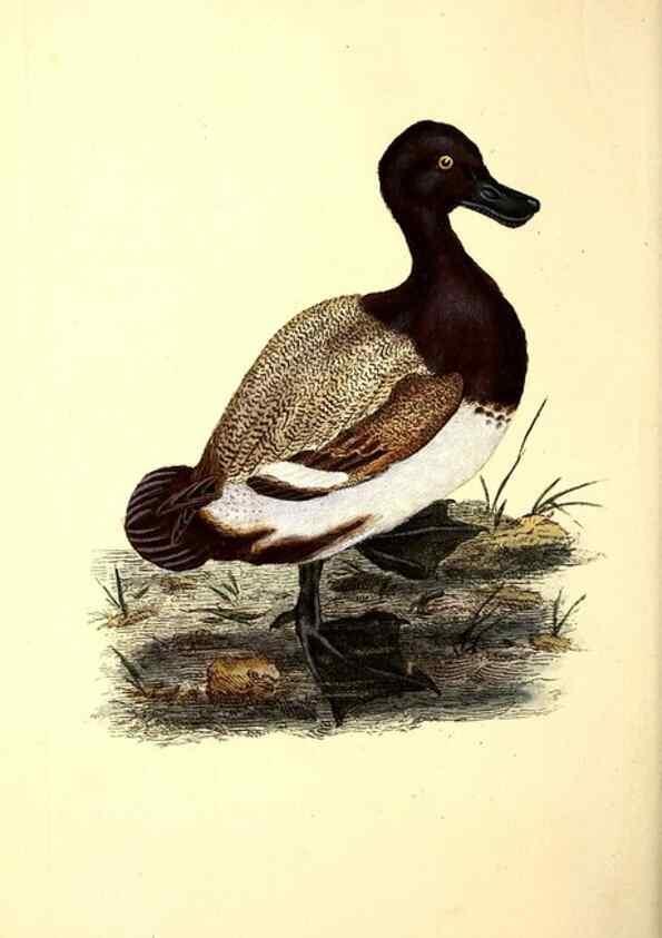 Reproducción/Reproduction 49531645641: The natural history of British birds, or, A selection of the most rare, beautiful and interesting birds which inhabit this country :. London :Printed for the author, and for F. and C. Rivington ...,1794[-1819]. 