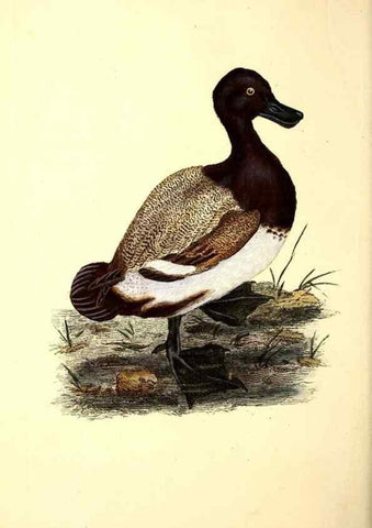 Reproducción/Reproduction 49531645641: The natural history of British birds, or, A selection of the most rare, beautiful and interesting birds which inhabit this country :. London :Printed for the author, and for F. and C. Rivington ...,1794[-1819]. 