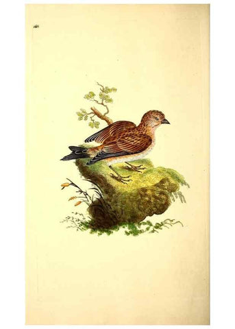 Reproducción/Reproduction 49531868697: The natural history of British birds, or, A selection of the most rare, beautiful and interesting birds which inhabit this country :. London :Printed for the author, and for F. and C. Rivington ...,1794[-1819]. 