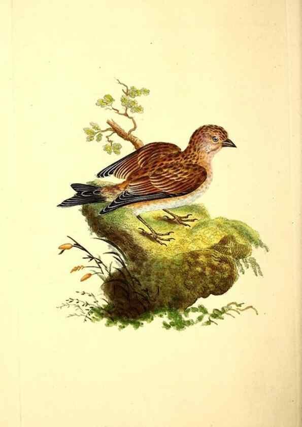Reproducción/Reproduction 49531868697: The natural history of British birds, or, A selection of the most rare, beautiful and interesting birds which inhabit this country :. London :Printed for the author, and for F. and C. Rivington ...,1794[-1819]. 