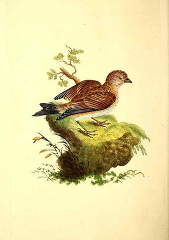 Reproducción/Reproduction 49531868697: The natural history of British birds, or, A selection of the most rare, beautiful and interesting birds which inhabit this country :. London :Printed for the author, and for F. and C. Rivington ...,1794[-1819]. 