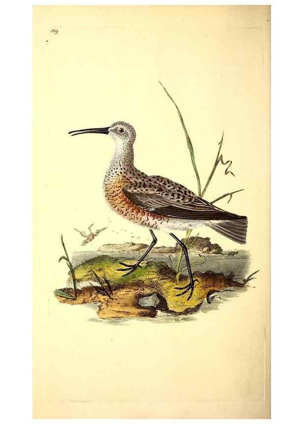 Reproducción/Reproduction 49531141728: The natural history of British birds, or, A selection of the most rare, beautiful and interesting birds which inhabit this country :. London :Printed for the author, and for F. and C. Rivington ...,1794[-1819]. 
