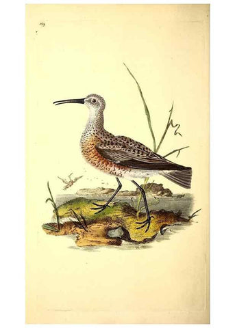 Reproducción/Reproduction 49531141728: The natural history of British birds, or, A selection of the most rare, beautiful and interesting birds which inhabit this country :. London :Printed for the author, and for F. and C. Rivington ...,1794[-1819]. 