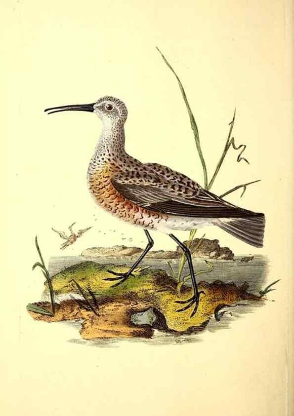 Reproducción/Reproduction 49531141728: The natural history of British birds, or, A selection of the most rare, beautiful and interesting birds which inhabit this country :. London :Printed for the author, and for F. and C. Rivington ...,1794[-1819]. 