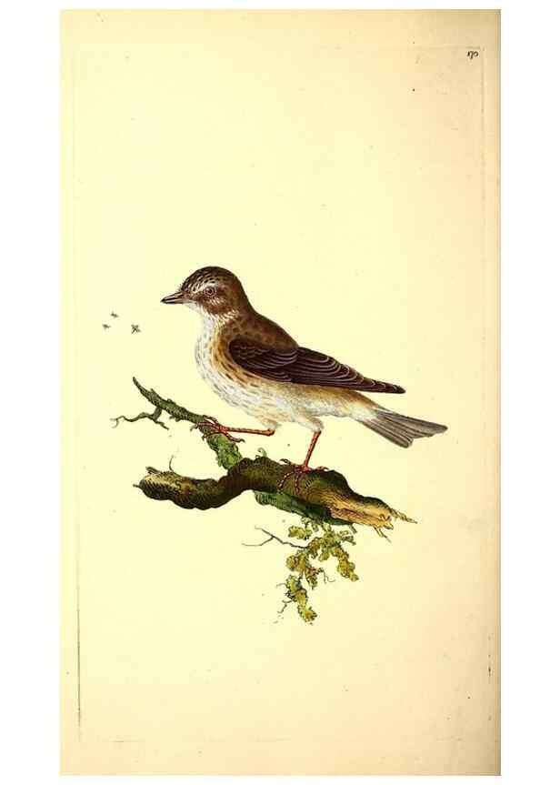 Reproducción/Reproduction 49531141968: The natural history of British birds, or, A selection of the most rare, beautiful and interesting birds which inhabit this country :. London :Printed for the author, and for F. and C. Rivington ...,1794[-1819]. 