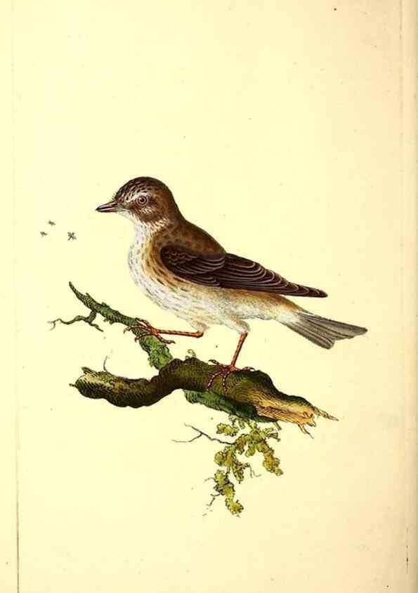 Reproducción/Reproduction 49531141968: The natural history of British birds, or, A selection of the most rare, beautiful and interesting birds which inhabit this country :. London :Printed for the author, and for F. and C. Rivington ...,1794[-1819]. 