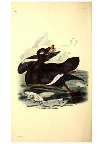 Reproducción/Reproduction 49531142288: The natural history of British birds, or, A selection of the most rare, beautiful and interesting birds which inhabit this country :. London :Printed for the author, and for F. and C. Rivington ...,1794[-1819]. 