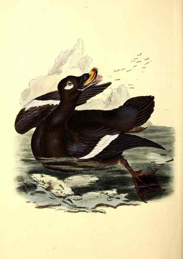 Reproducción/Reproduction 49531142288: The natural history of British birds, or, A selection of the most rare, beautiful and interesting birds which inhabit this country :. London :Printed for the author, and for F. and C. Rivington ...,1794[-1819]. 