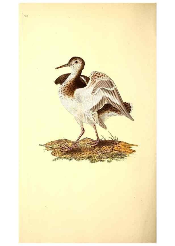 Reproducción/Reproduction 49531142548: The natural history of British birds, or, A selection of the most rare, beautiful and interesting birds which inhabit this country :. London :Printed for the author, and for F. and C. Rivington ...,1794[-1819]. 