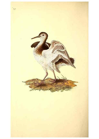 Reproducción/Reproduction 49531142548: The natural history of British birds, or, A selection of the most rare, beautiful and interesting birds which inhabit this country :. London :Printed for the author, and for F. and C. Rivington ...,1794[-1819]. 