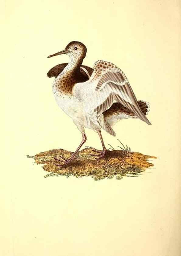 Reproducción/Reproduction 49531142548: The natural history of British birds, or, A selection of the most rare, beautiful and interesting birds which inhabit this country :. London :Printed for the author, and for F. and C. Rivington ...,1794[-1819]. 