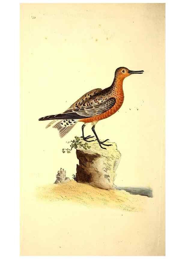 Reproducción/Reproduction 49531663121: The natural history of British birds, or, A selection of the most rare, beautiful and interesting birds which inhabit this country :. London :Printed for the author, and for F. and C. Rivington ...,1794[-1819]. 