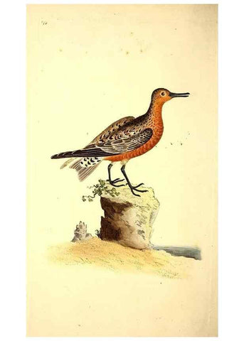 Reproducción/Reproduction 49531663121: The natural history of British birds, or, A selection of the most rare, beautiful and interesting birds which inhabit this country :. London :Printed for the author, and for F. and C. Rivington ...,1794[-1819]. 