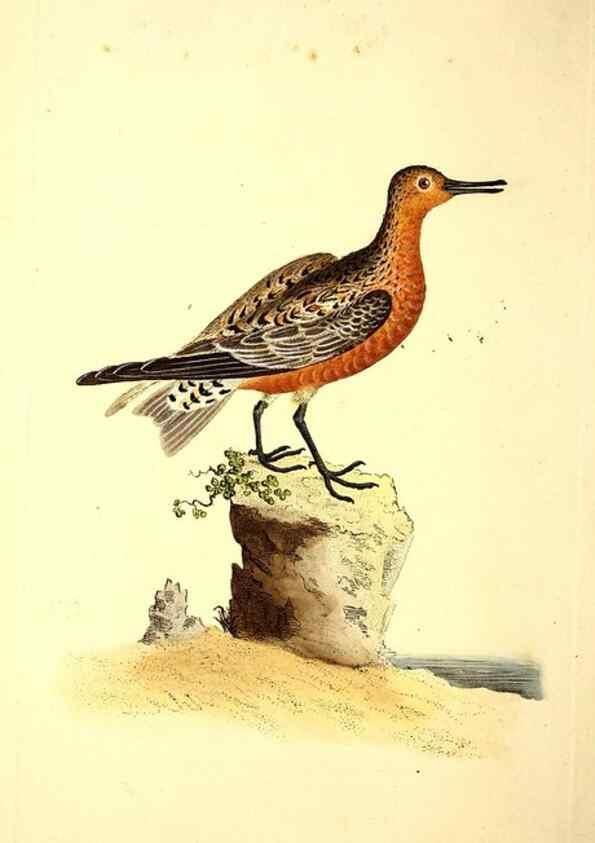 Reproducción/Reproduction 49531663121: The natural history of British birds, or, A selection of the most rare, beautiful and interesting birds which inhabit this country :. London :Printed for the author, and for F. and C. Rivington ...,1794[-1819]. 