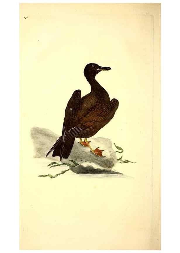 Reproducción/Reproduction 49531663356: The natural history of British birds, or, A selection of the most rare, beautiful and interesting birds which inhabit this country :. London :Printed for the author, and for F. and C. Rivington ...,1794[-1819]. 