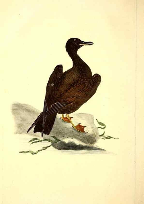Reproducción/Reproduction 49531663356: The natural history of British birds, or, A selection of the most rare, beautiful and interesting birds which inhabit this country :. London :Printed for the author, and for F. and C. Rivington ...,1794[-1819]. 