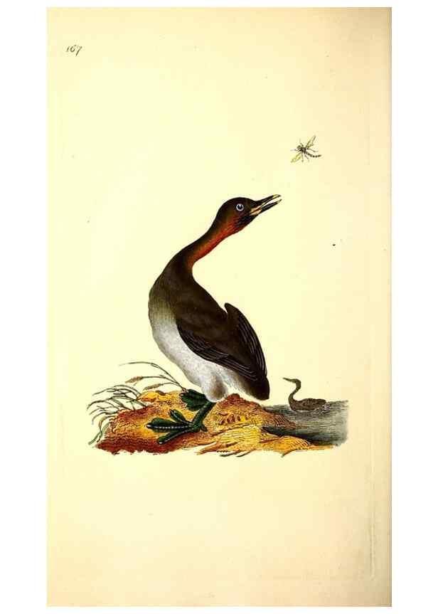 Reproducción/Reproduction 49531645901: The natural history of British birds, or, A selection of the most rare, beautiful and interesting birds which inhabit this country :. London :Printed for the author, and for F. and C. Rivington ...,1794[-1819]. 