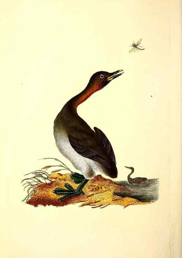 Reproducción/Reproduction 49531645901: The natural history of British birds, or, A selection of the most rare, beautiful and interesting birds which inhabit this country :. London :Printed for the author, and for F. and C. Rivington ...,1794[-1819]. 
