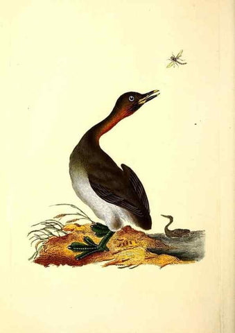 Reproducción/Reproduction 49531645901: The natural history of British birds, or, A selection of the most rare, beautiful and interesting birds which inhabit this country :. London :Printed for the author, and for F. and C. Rivington ...,1794[-1819]. 