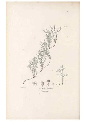 Reproducción/Reproduction 49521028238: Nova genera et species plantarum :. Antverpiae :Ex officina Christophori Plantini ...,1576.. 