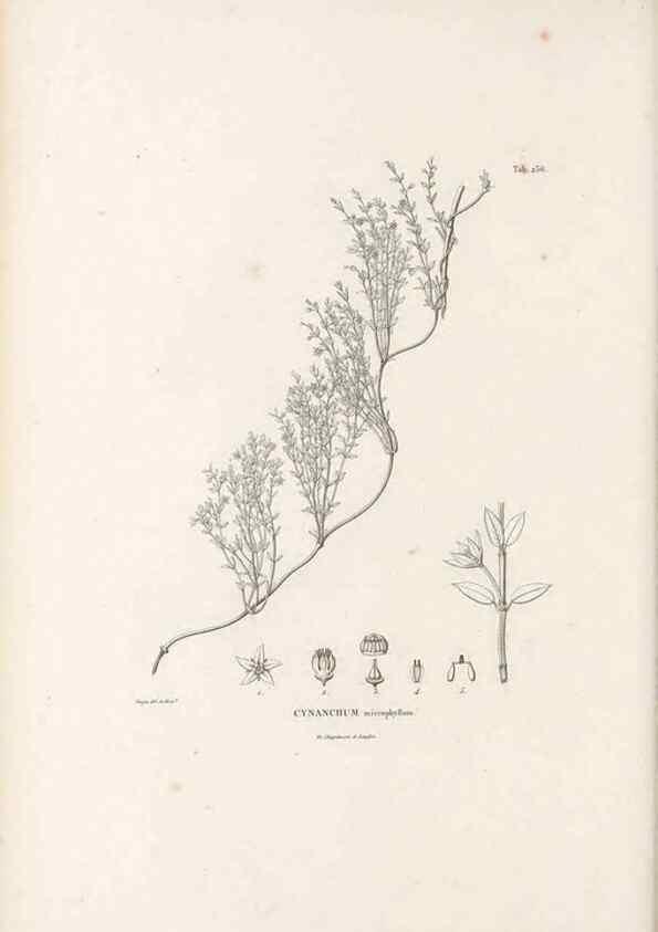 Reproducción/Reproduction 49521028238: Nova genera et species plantarum :. Antverpiae :Ex officina Christophori Plantini ...,1576.. 