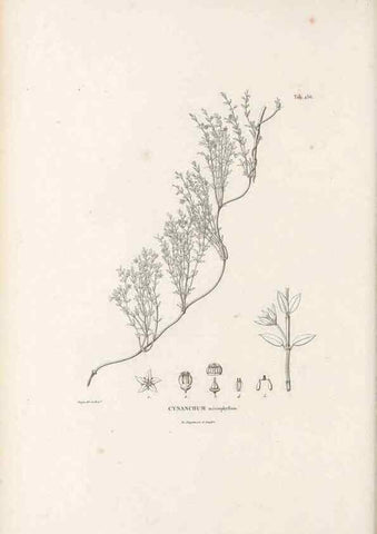 Reproducción/Reproduction 49521028238: Nova genera et species plantarum :. Antverpiae :Ex officina Christophori Plantini ...,1576.. 