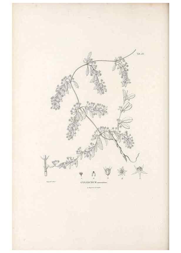 Reproducción/Reproduction 49521763172: Nova genera et species plantarum :. Antverpiae :Ex officina Christophori Plantini ...,1576.. 