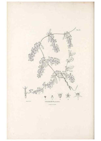 Reproducción/Reproduction 49521763172: Nova genera et species plantarum :. Antverpiae :Ex officina Christophori Plantini ...,1576.. 