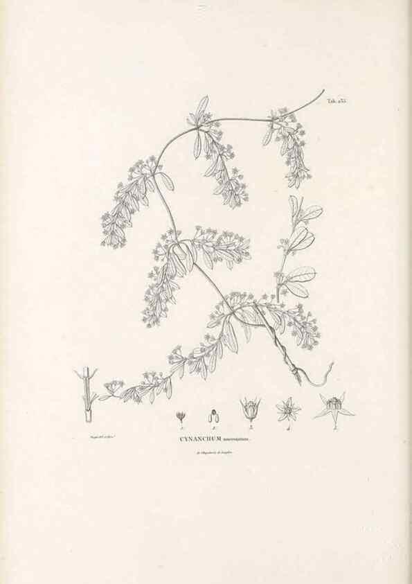 Reproducción/Reproduction 49521763172: Nova genera et species plantarum :. Antverpiae :Ex officina Christophori Plantini ...,1576.. 