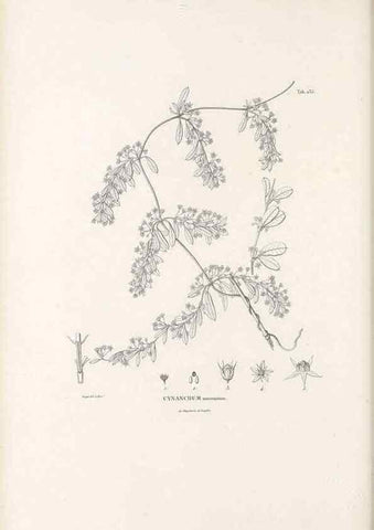Reproducción/Reproduction 49521763172: Nova genera et species plantarum :. Antverpiae :Ex officina Christophori Plantini ...,1576.. 