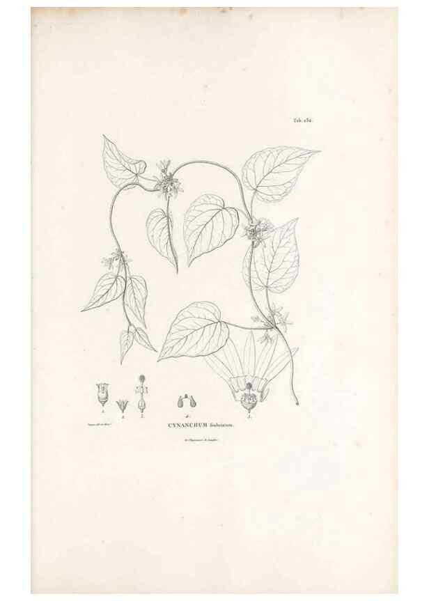 Reproducción/Reproduction 49521552386: Nova genera et species plantarum :. Antverpiae :Ex officina Christophori Plantini ...,1576.. 