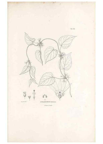 Reproducción/Reproduction 49521552386: Nova genera et species plantarum :. Antverpiae :Ex officina Christophori Plantini ...,1576.. 