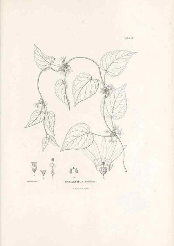 Reproducción/Reproduction 49521552386: Nova genera et species plantarum :. Antverpiae :Ex officina Christophori Plantini ...,1576.. 