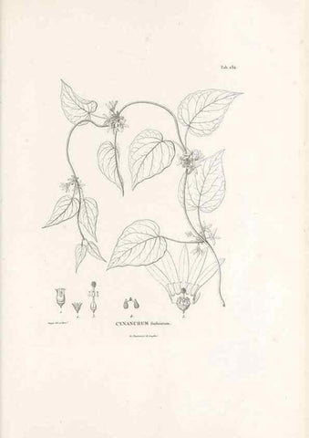 Reproducción/Reproduction 49521552386: Nova genera et species plantarum :. Antverpiae :Ex officina Christophori Plantini ...,1576.. 