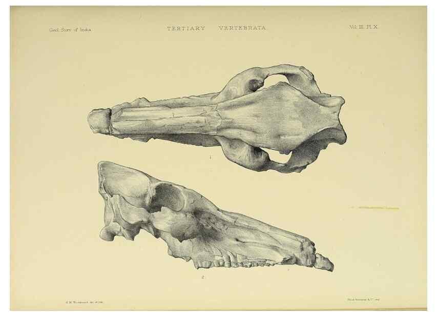 Reproducción/Reproduction 49498608536: Indian Tertiary and post Tertiary Vertebrata.. Calcutta :Geological Survey Office [etc., etc.],1874-1902.. 