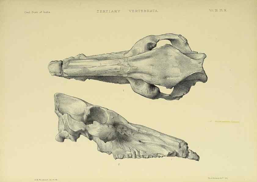 Reproducción/Reproduction 49498608536: Indian Tertiary and post Tertiary Vertebrata.. Calcutta :Geological Survey Office [etc., etc.],1874-1902.. 