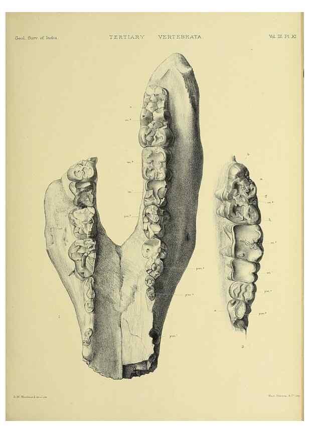 Reproducción/Reproduction 49498608846: Indian Tertiary and post Tertiary Vertebrata.. Calcutta :Geological Survey Office [etc., etc.],1874-1902.. 