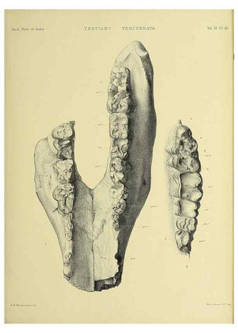 Reproducción/Reproduction 49498608846: Indian Tertiary and post Tertiary Vertebrata.. Calcutta :Geological Survey Office [etc., etc.],1874-1902.. 
