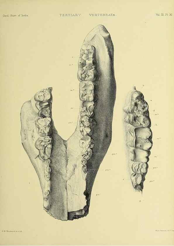 Reproducción/Reproduction 49498608846: Indian Tertiary and post Tertiary Vertebrata.. Calcutta :Geological Survey Office [etc., etc.],1874-1902.. 