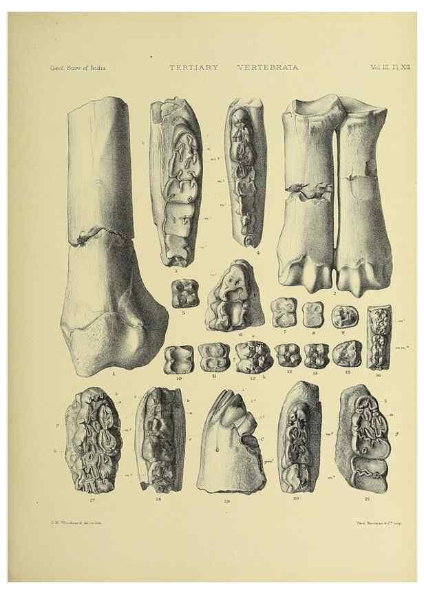 Reproducción/Reproduction 49498610856: Indian Tertiary and post Tertiary Vertebrata.. Calcutta :Geological Survey Office [etc., etc.],1874-1902.. 