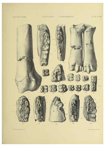 Reproducción/Reproduction 49498610856: Indian Tertiary and post Tertiary Vertebrata.. Calcutta :Geological Survey Office [etc., etc.],1874-1902.. 