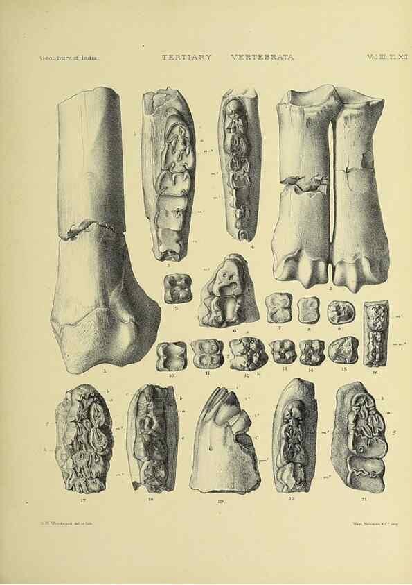 Reproducción/Reproduction 49498610856: Indian Tertiary and post Tertiary Vertebrata.. Calcutta :Geological Survey Office [etc., etc.],1874-1902.. 