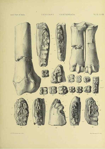 Reproducción/Reproduction 49498610856: Indian Tertiary and post Tertiary Vertebrata.. Calcutta :Geological Survey Office [etc., etc.],1874-1902.. 