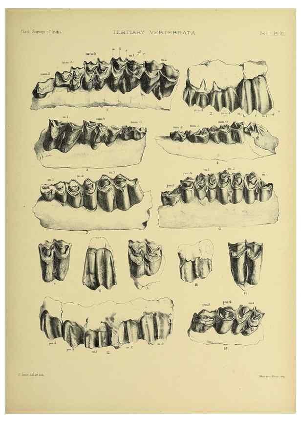 Reproducción/Reproduction 49498114393: Indian Tertiary and post Tertiary Vertebrata.. Calcutta :Geological Survey Office [etc., etc.],1874-1902.. 