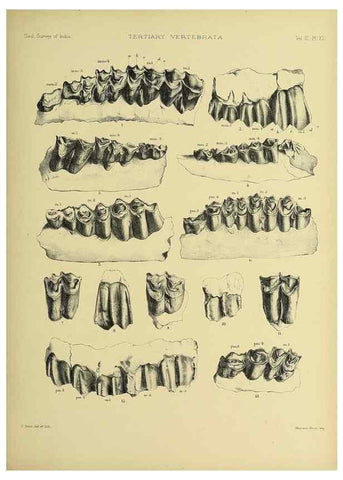 Reproducción/Reproduction 49498114393: Indian Tertiary and post Tertiary Vertebrata.. Calcutta :Geological Survey Office [etc., etc.],1874-1902.. 