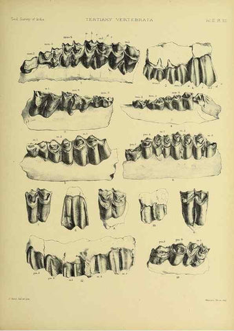 Reproducción/Reproduction 49498114393: Indian Tertiary and post Tertiary Vertebrata.. Calcutta :Geological Survey Office [etc., etc.],1874-1902.. 