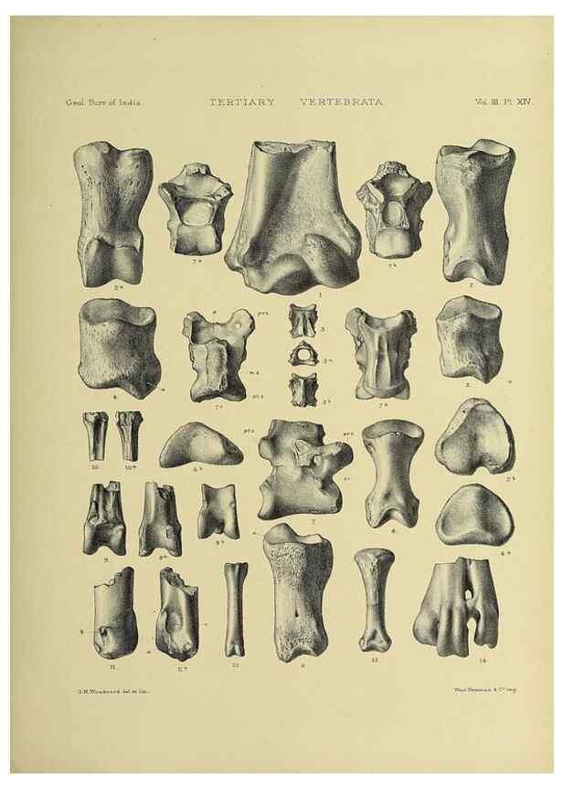Reproducción/Reproduction 49498611776: Indian Tertiary and post Tertiary Vertebrata.. Calcutta :Geological Survey Office [etc., etc.],1874-1902.. 